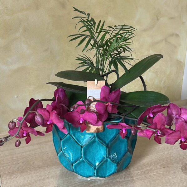 Orhidee Phalaenopsis mov în vas ceramic turcoaz