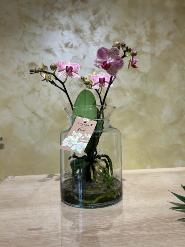 Orhidee phalaenopsis în vas de sticlă