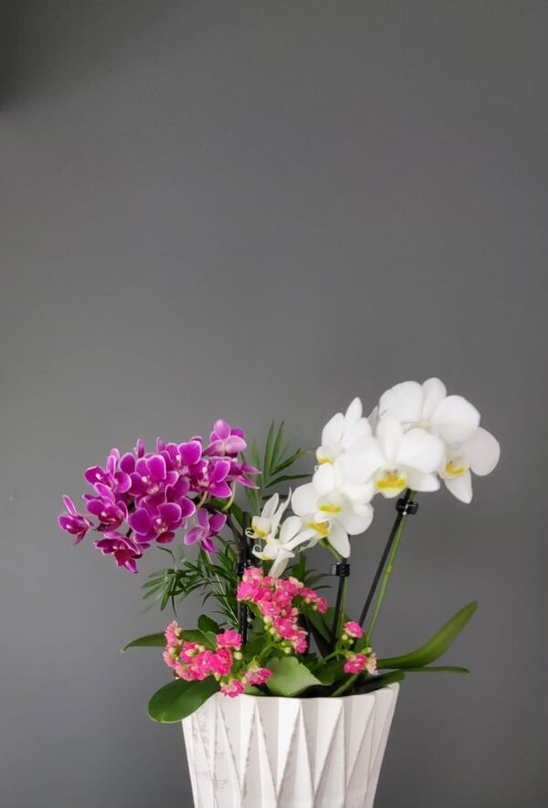Orchid Elegance