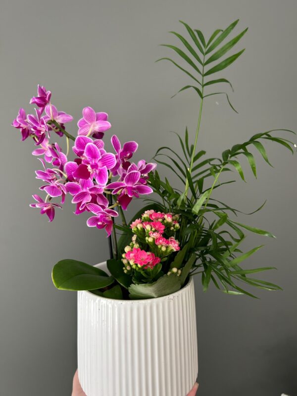 Purple Orchid