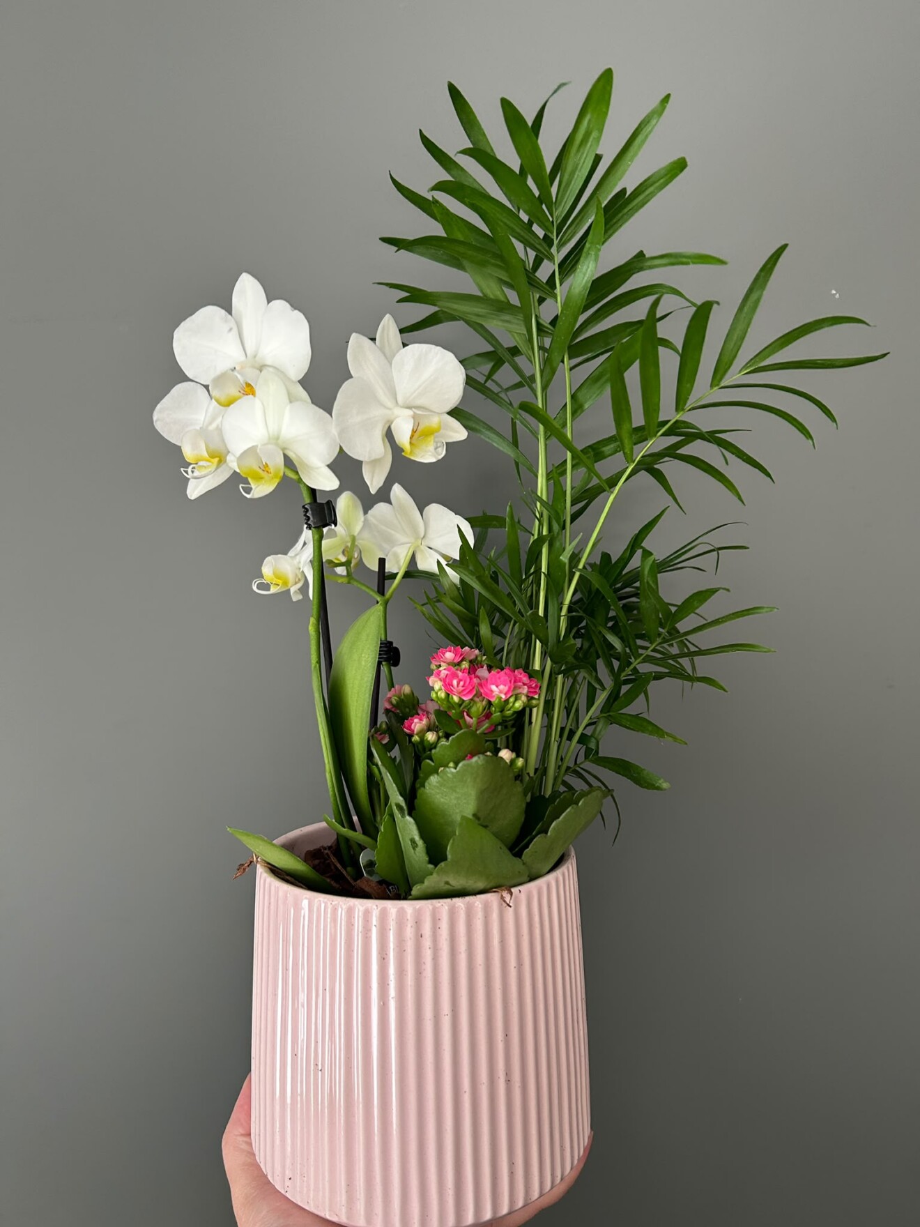 White Orchid Serenity