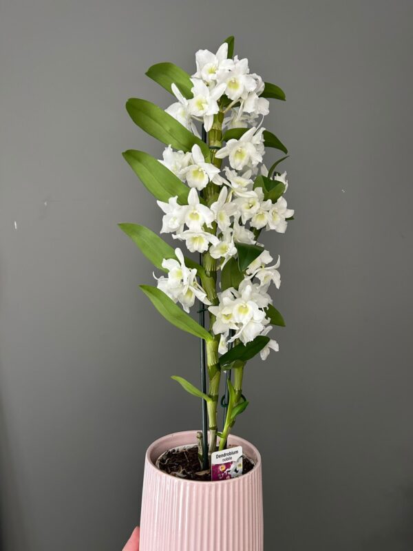 White Dendrobium