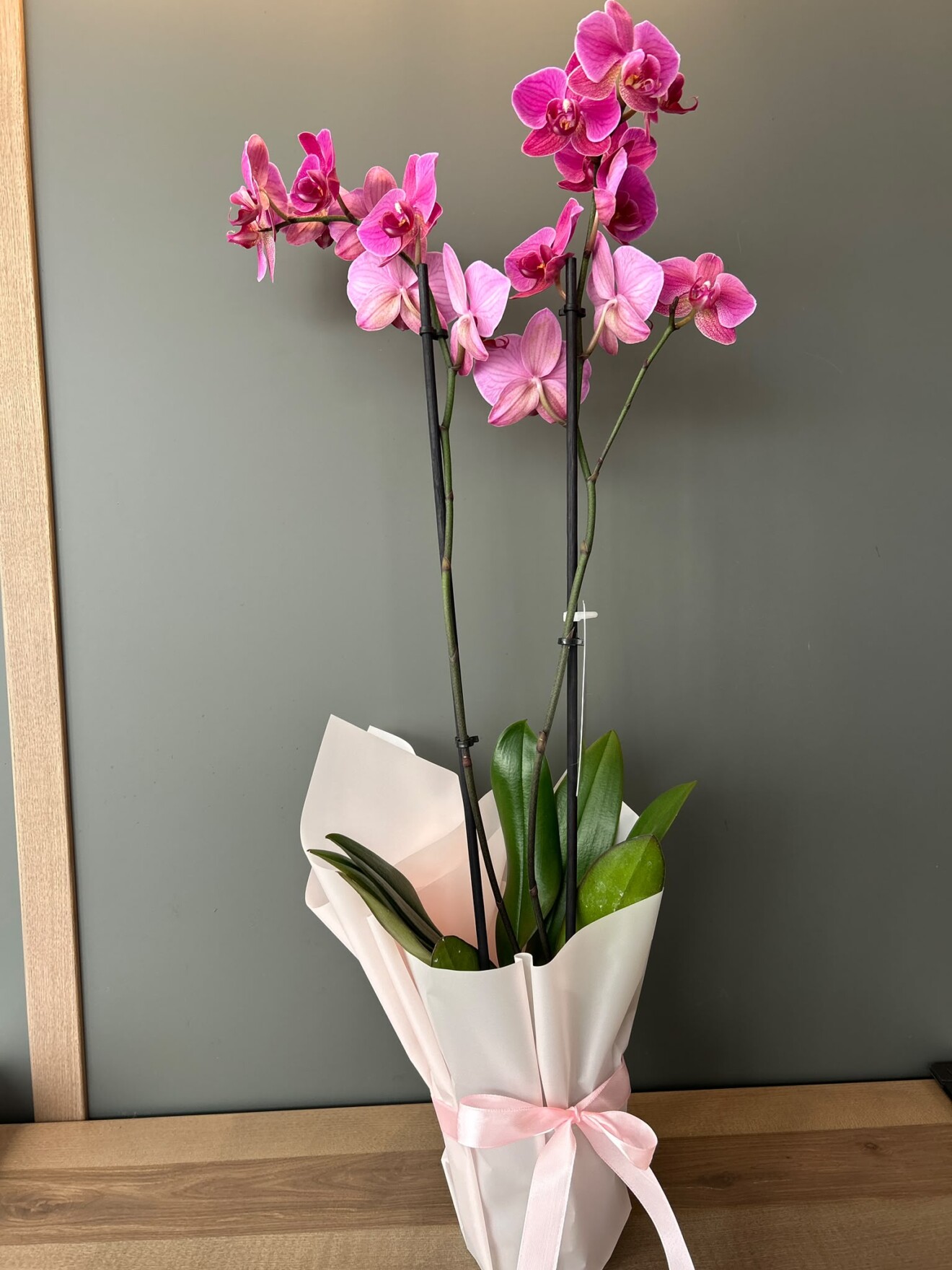 Pure Orchid