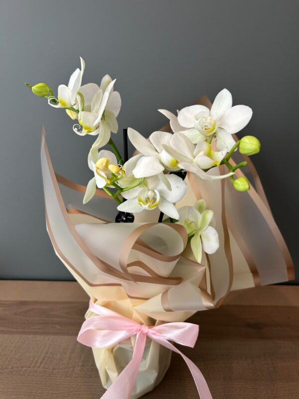 Orchid Love