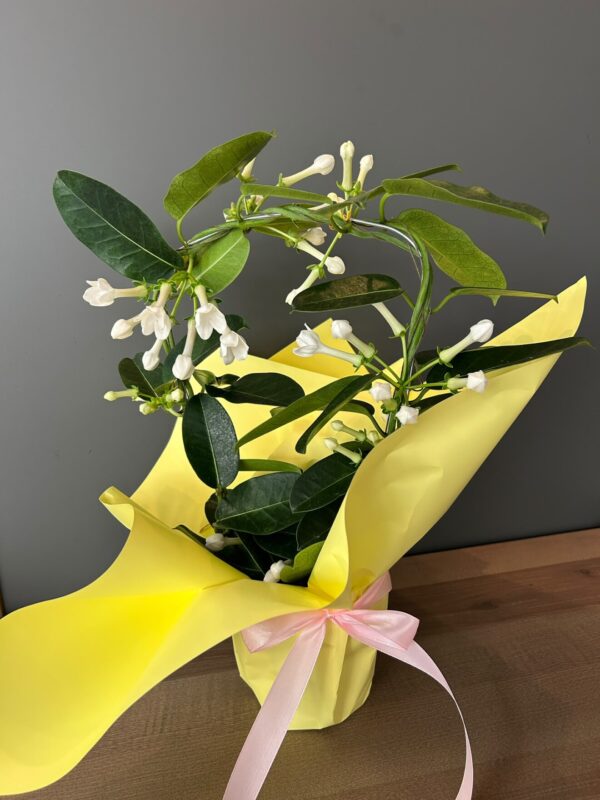 White Bloom