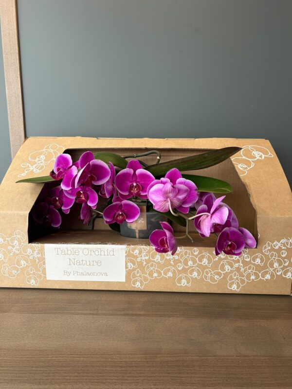 Purple Orchid Gift